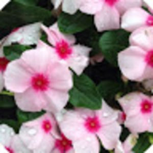 Meet your Posher, Sabrina